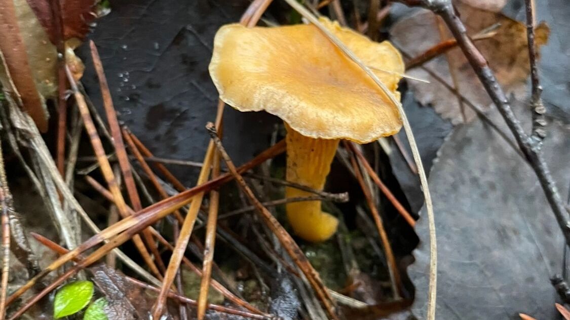 Грибы в Керженце