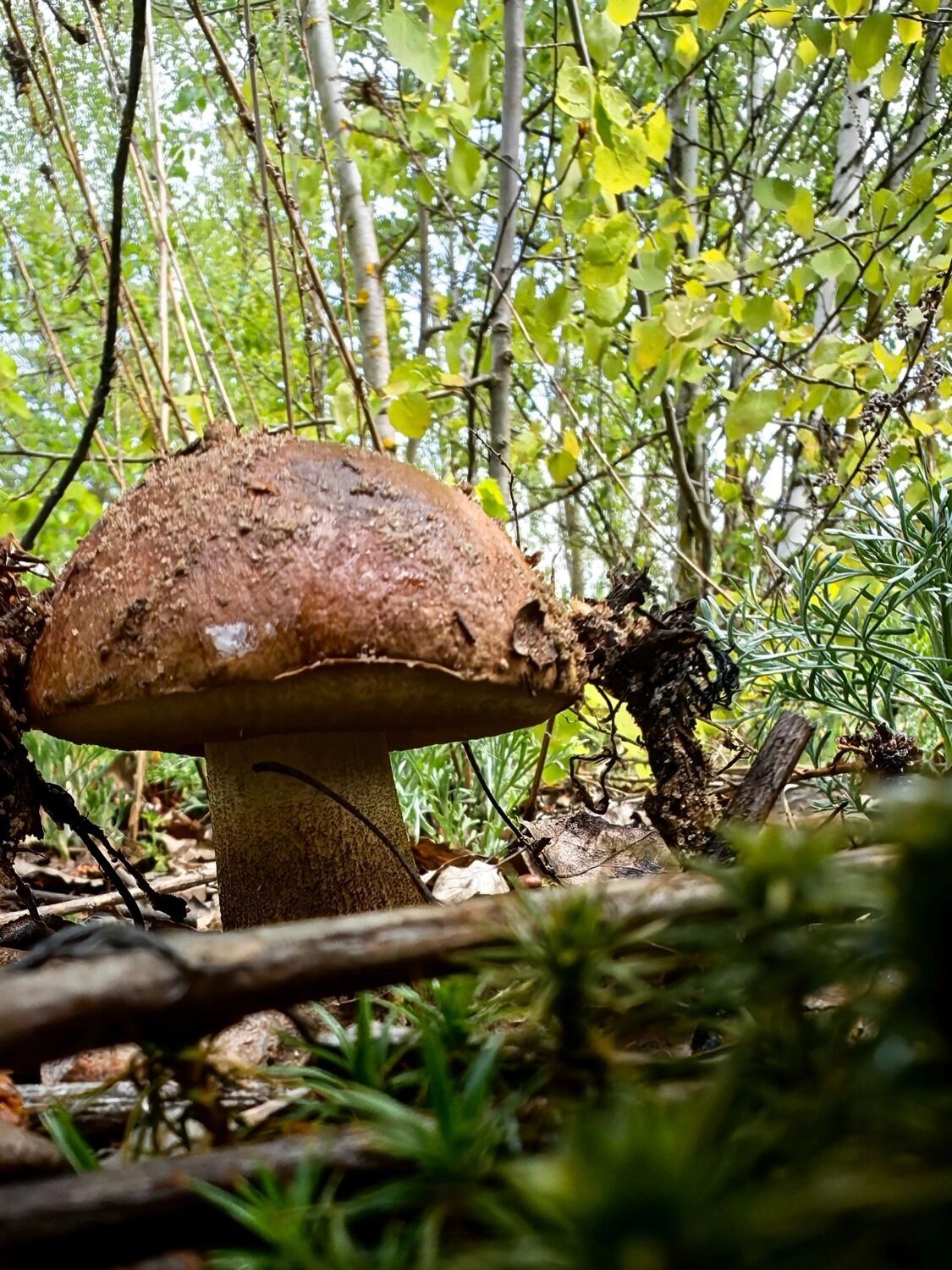 Первые маслята в Нижегородской области