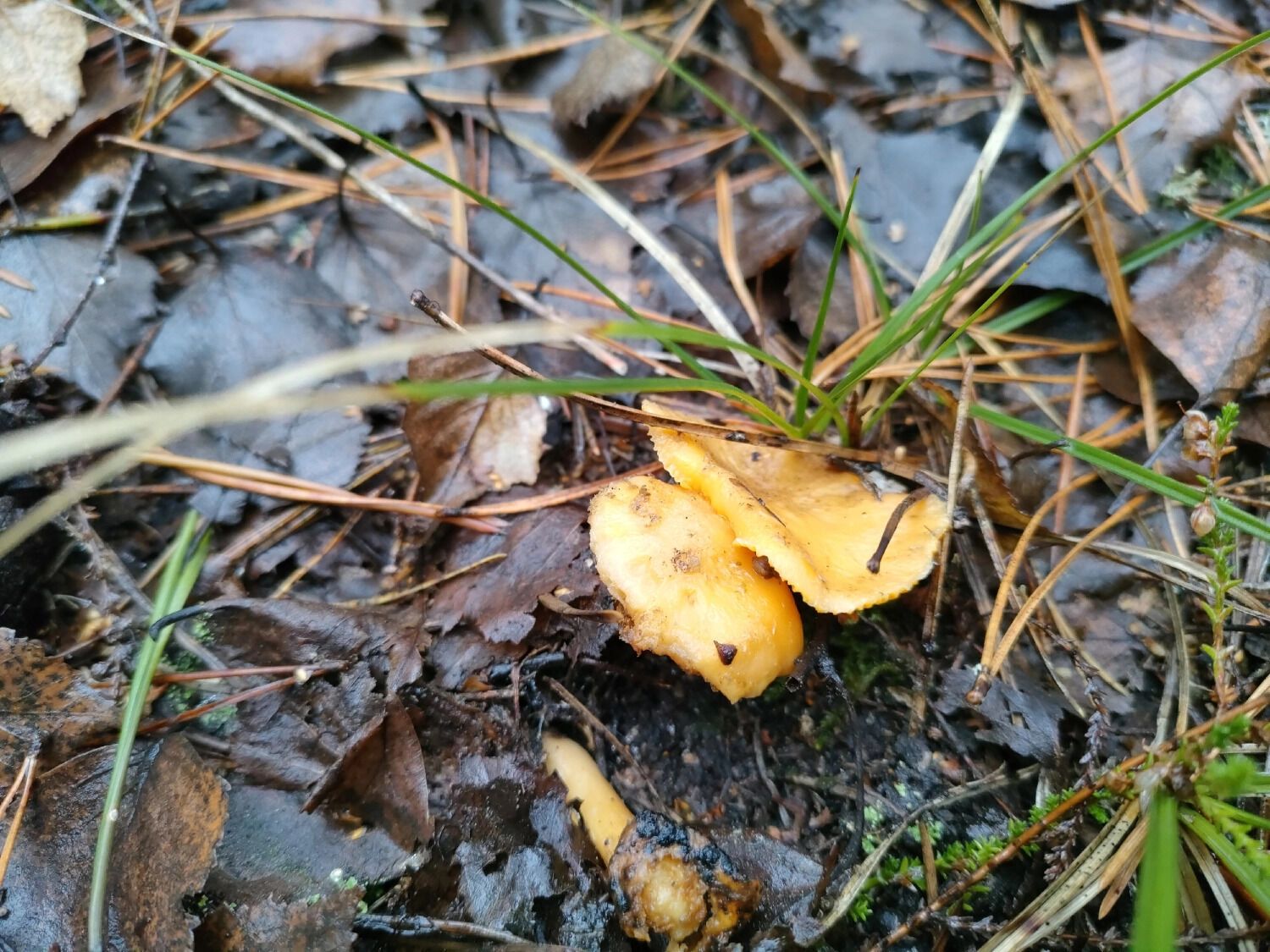 Иногда грибы прячутся прямо под ногами