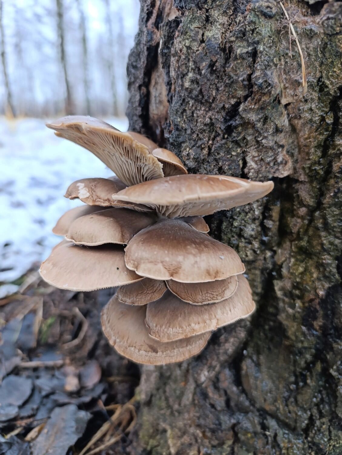 Зимние грибы в Нижегородской области