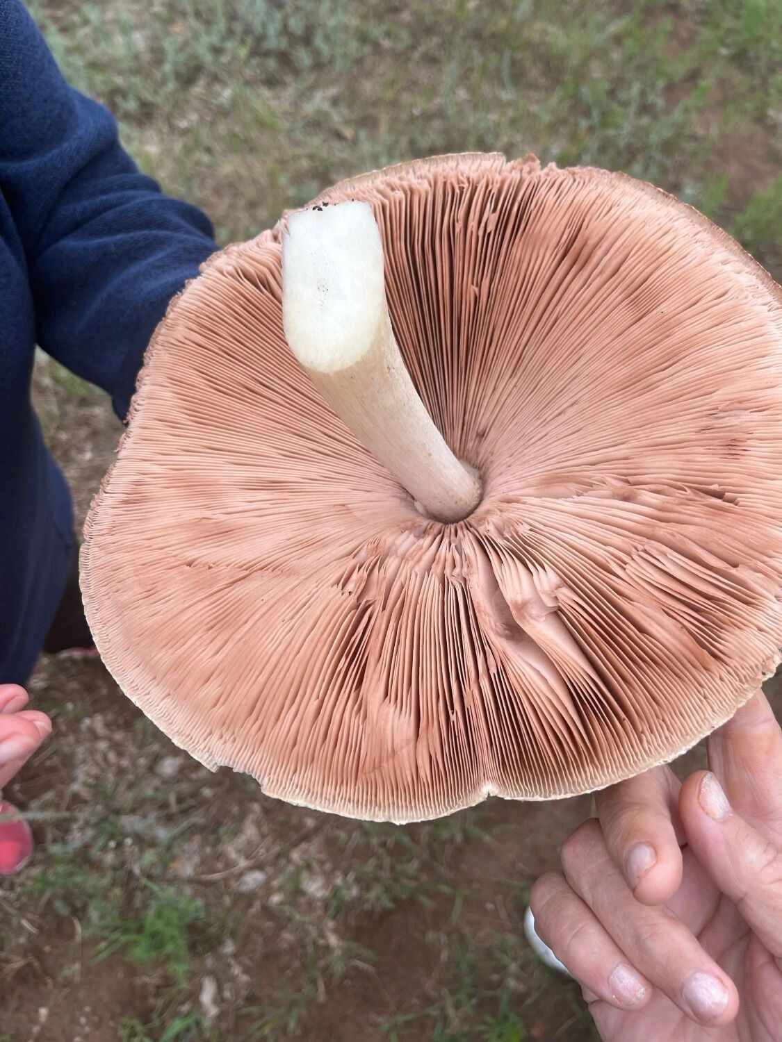 Грибы в Оренбуржье летом